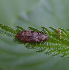 Prosternon tessellatum