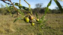 Cissus palmata