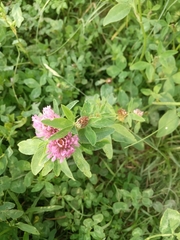 Trifolium pratense