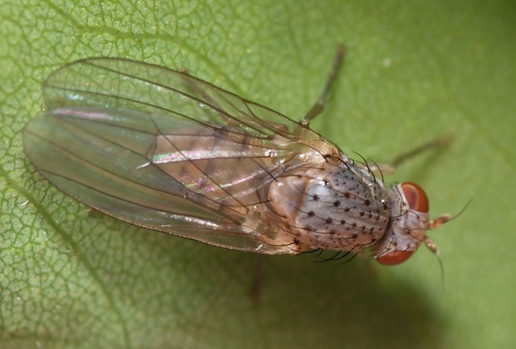 Meiosimyza pallidiventris