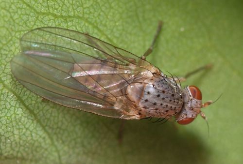 Meiosimyza pallidiventris