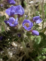 Polemonium eximium