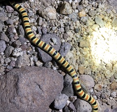 Sonora annulata