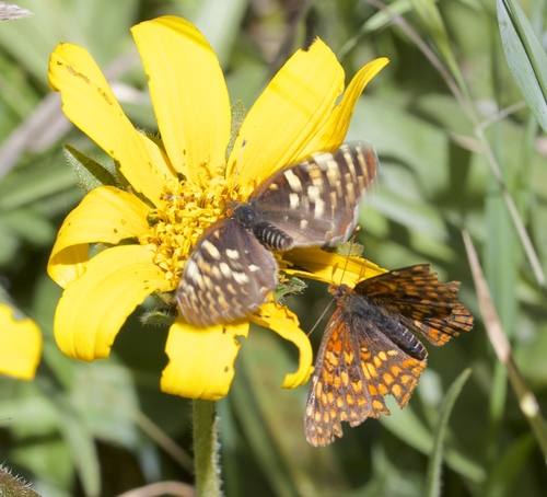 Northern Checkerspot photo 5