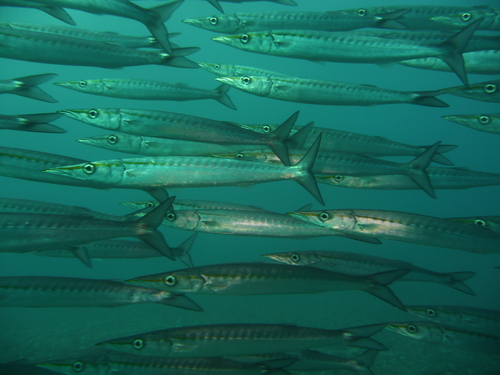 Pelican barracuda (Sphyraena idiastes) — Sphyraenidae — 2