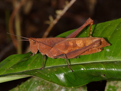 Colpolopha latipennis