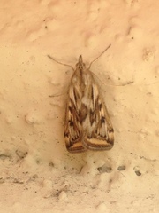 Loxostege cereralis