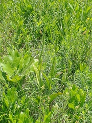Platanthera ciliaris