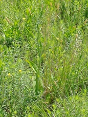 Platanthera ciliaris