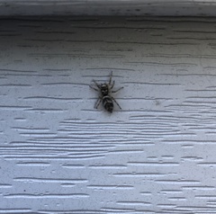 Salticus scenicus