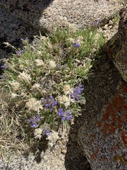 Polemonium eximium