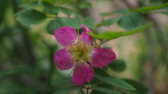 Rosa pendulina