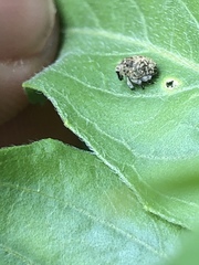 Acanthoscelidius acephalus