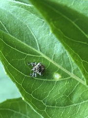 Acanthoscelidius acephalus