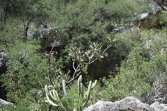 Pseudosmodingium virletii