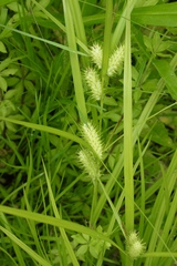 Carex lurida