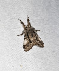 Dasychira obliquata