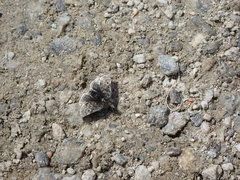 Metaxmeste phrygialis