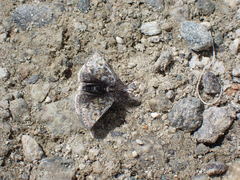 Metaxmeste phrygialis