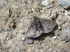 Metaxmeste phrygialis