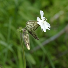 Behenantha