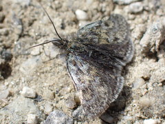 Metaxmeste phrygialis