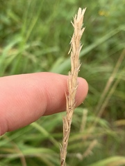 Elionurus tripsacoides