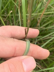 Elionurus tripsacoides