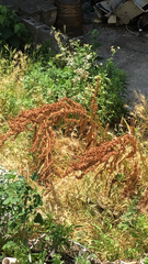 Rumex crispus