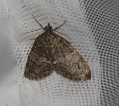 Hydriomena divisaria