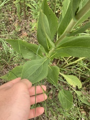 Rudbeckia texana