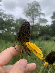 Rudbeckia texana