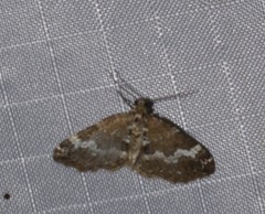 Perizoma alchemillata