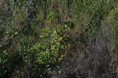 Pelargonium ribifolium