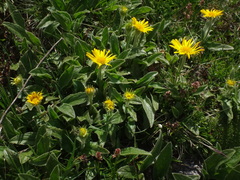 Doronicum clusii