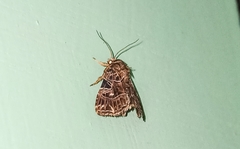 Callopistria rivularis