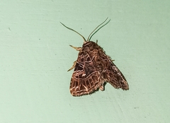 Callopistria rivularis