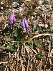 Corydalis pauciflora