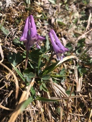 Corydalis pauciflora