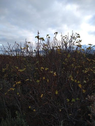 Ribes magellanicum, photograph 1
