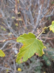 Ribes magellanicum, photograph Pablo, CC BY, iNaturalist via GBIF