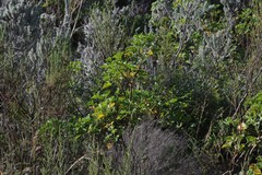 Pelargonium ribifolium