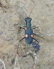 Calochroa