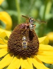 Nomada texana