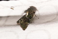 Anaplectoides prasina