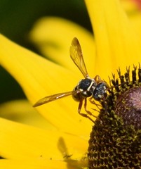 Nomada texana