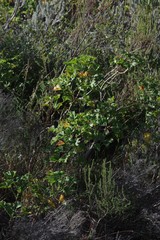Pelargonium ribifolium