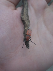 Tetraopes annulatus