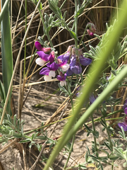 Lathyrus littoralis