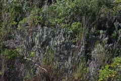 Aspalathus argyrophanes